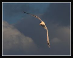 " Mouette au coucher du soleil "