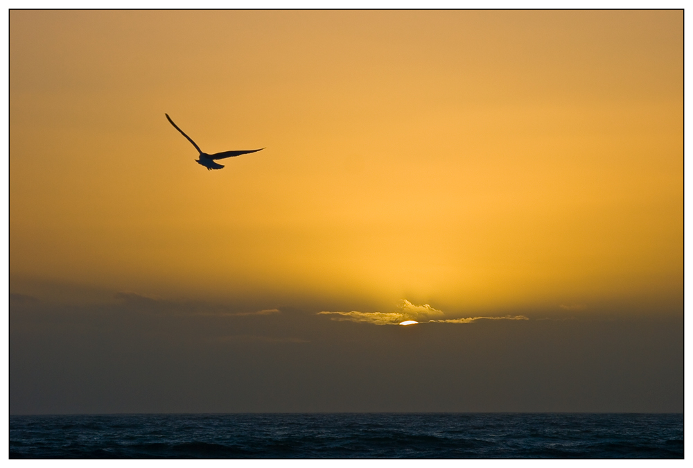 Mouette au crépuscule