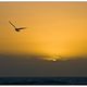 Mouette au crpuscule