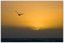 Mouette au crépuscule de bernache 