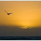 Mouette au crépuscule