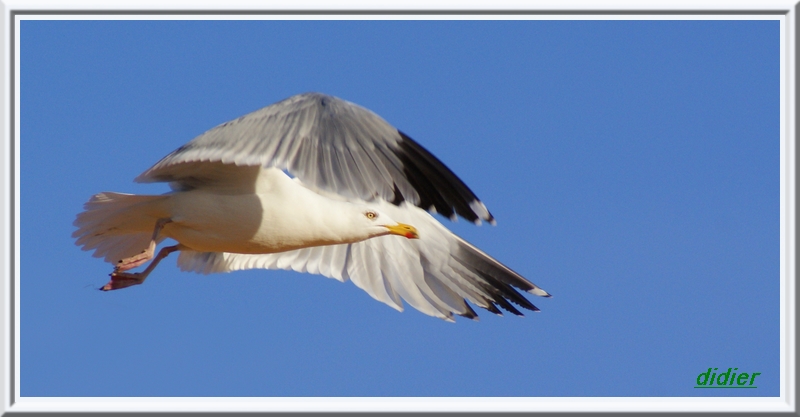 mouette au décollage