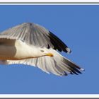 mouette au décollage