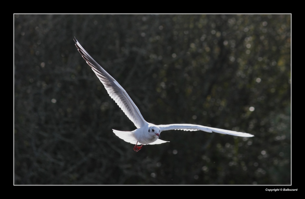 " Mouette au marais pour s'abriter des courants d'air "