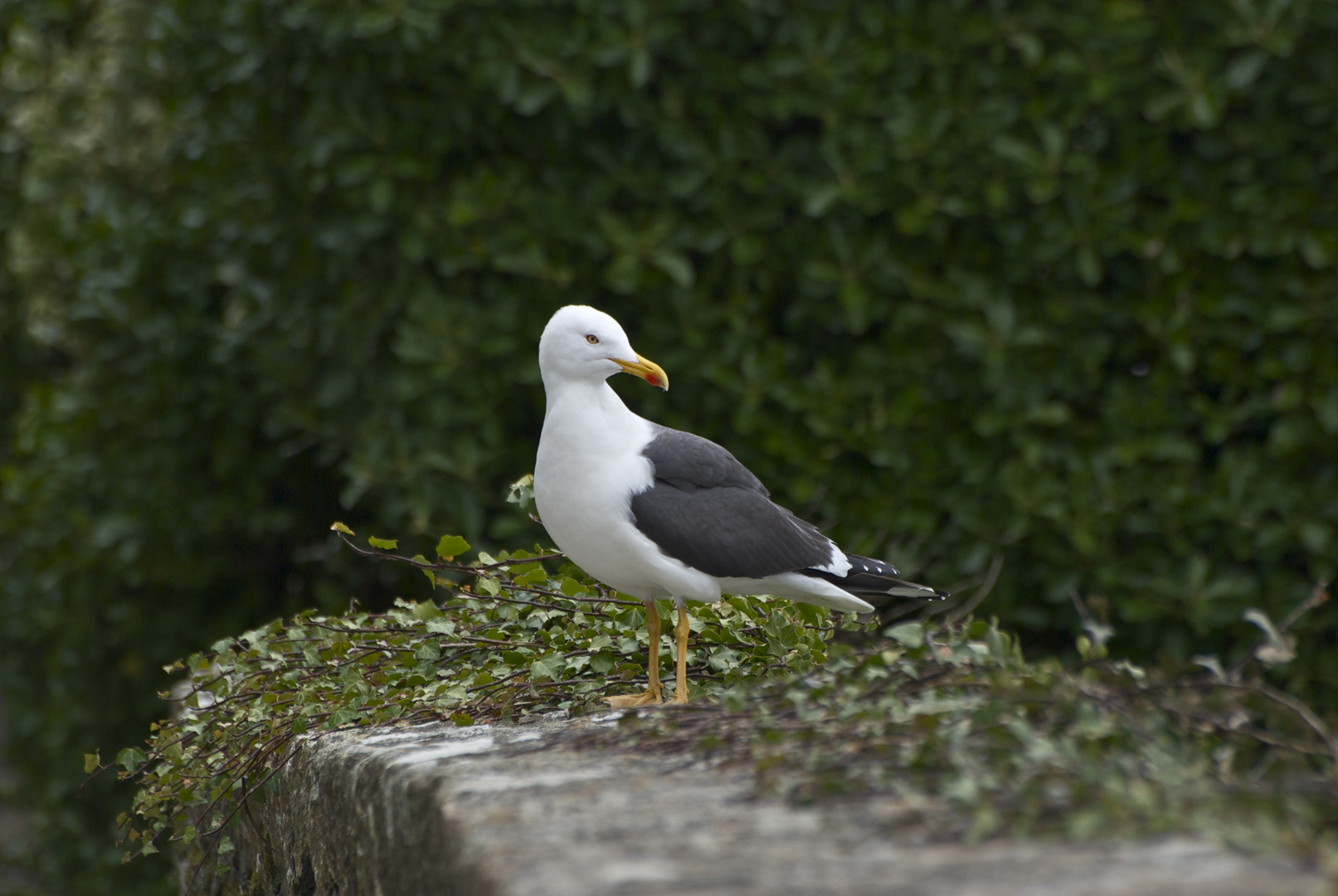 Mouette au Mont Saint Michel