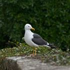 Mouette au Mont Saint Michel