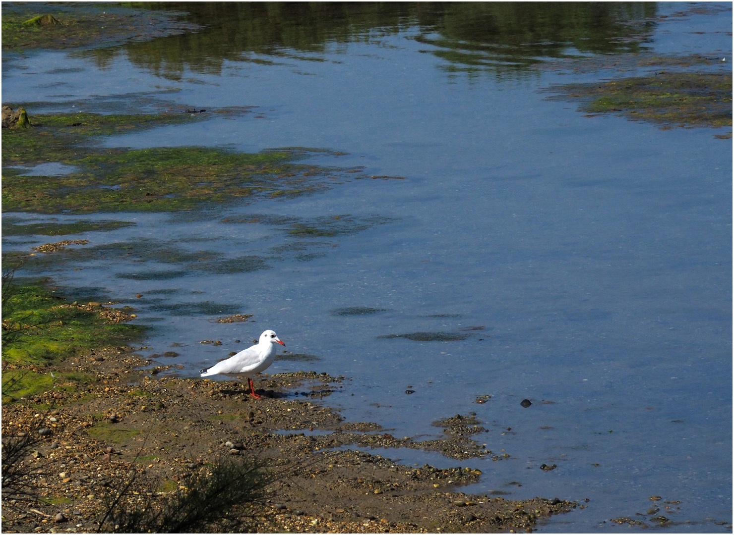 Mouette au parc écologique Izadia  --  Anglet