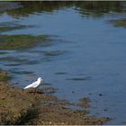 Mouette au parc écologique Izadia  --  Anglet