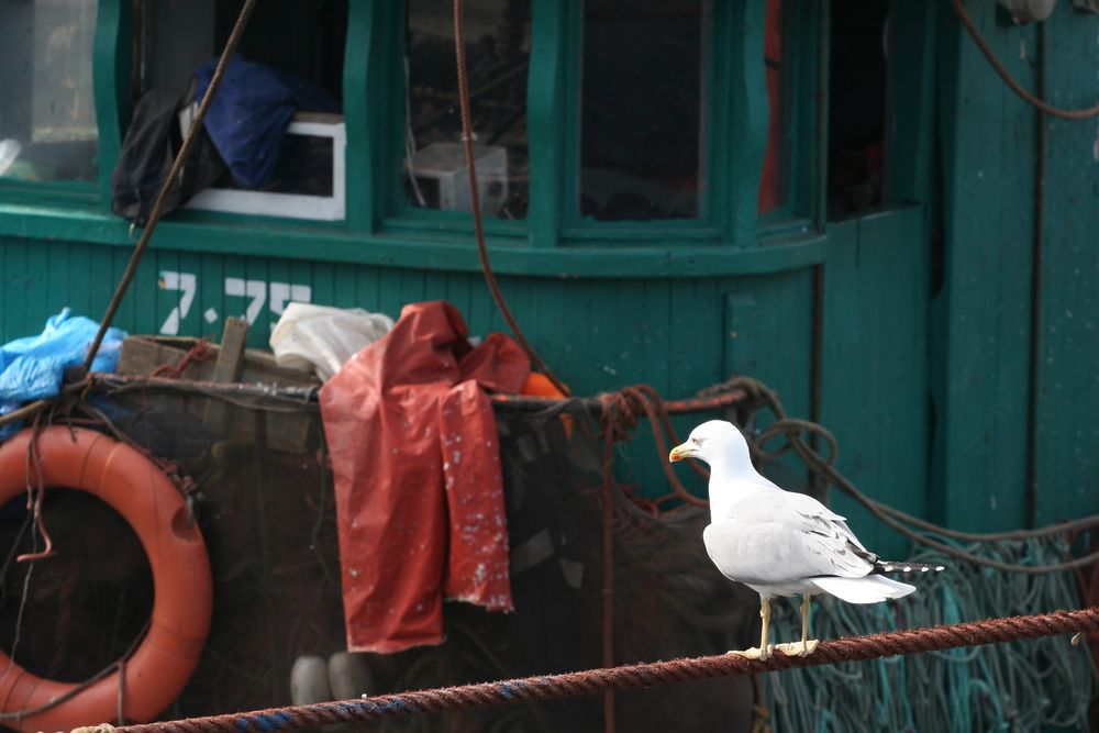 mouette au port