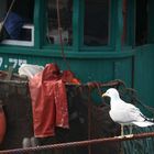 mouette au port