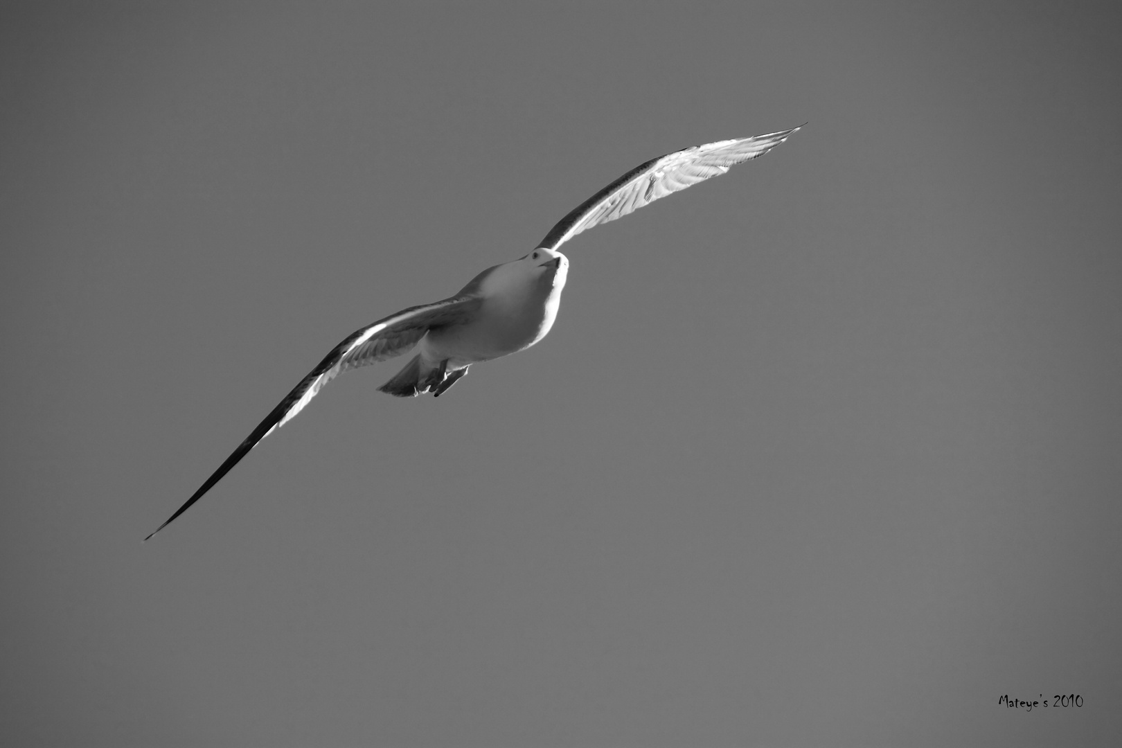 Mouette Avril 2010 Concarneau