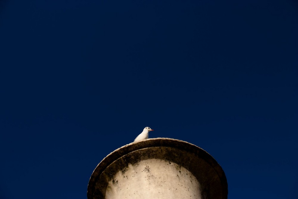 mouette ???