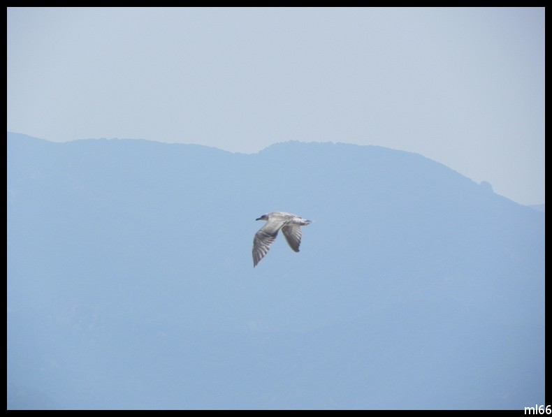 mouette