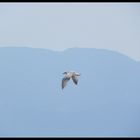 mouette