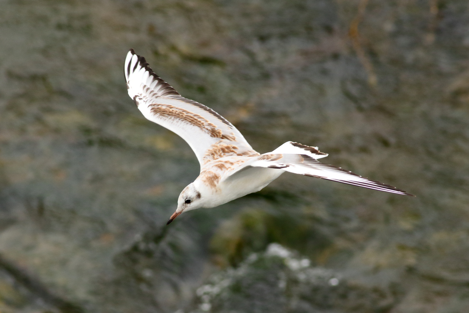 Mouette?