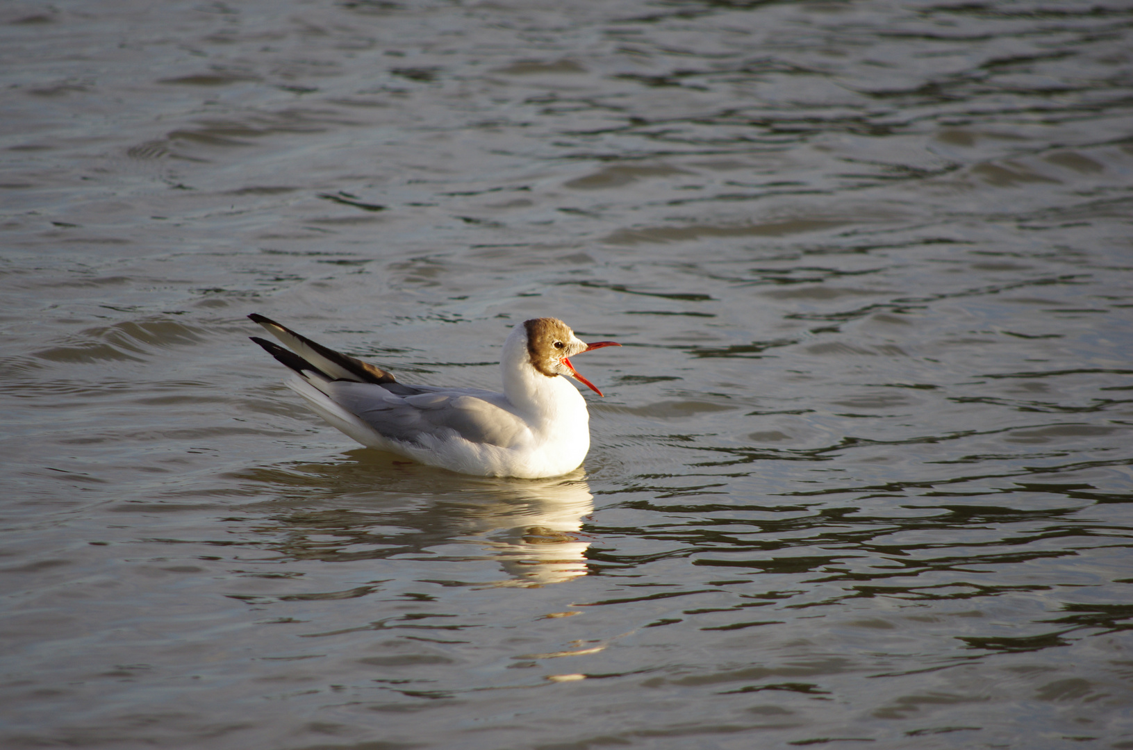 Mouette baillant au soleil.