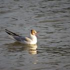 Mouette baillant au soleil.