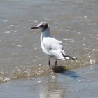 Mouette bain de pied