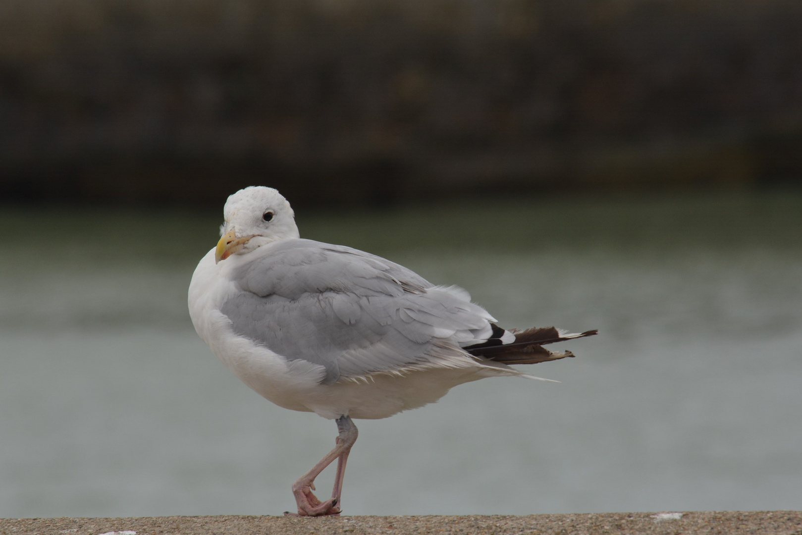 Mouette blessé