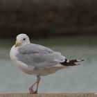 Mouette blessé