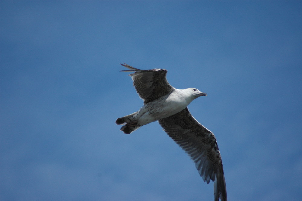 Mouette boulonnaise