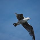 Mouette boulonnaise