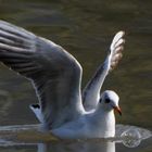 Mouette Bulleuse