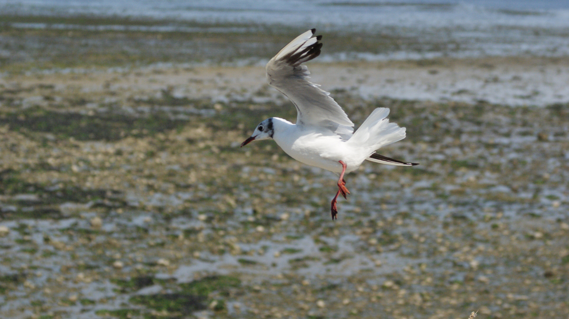 mouette