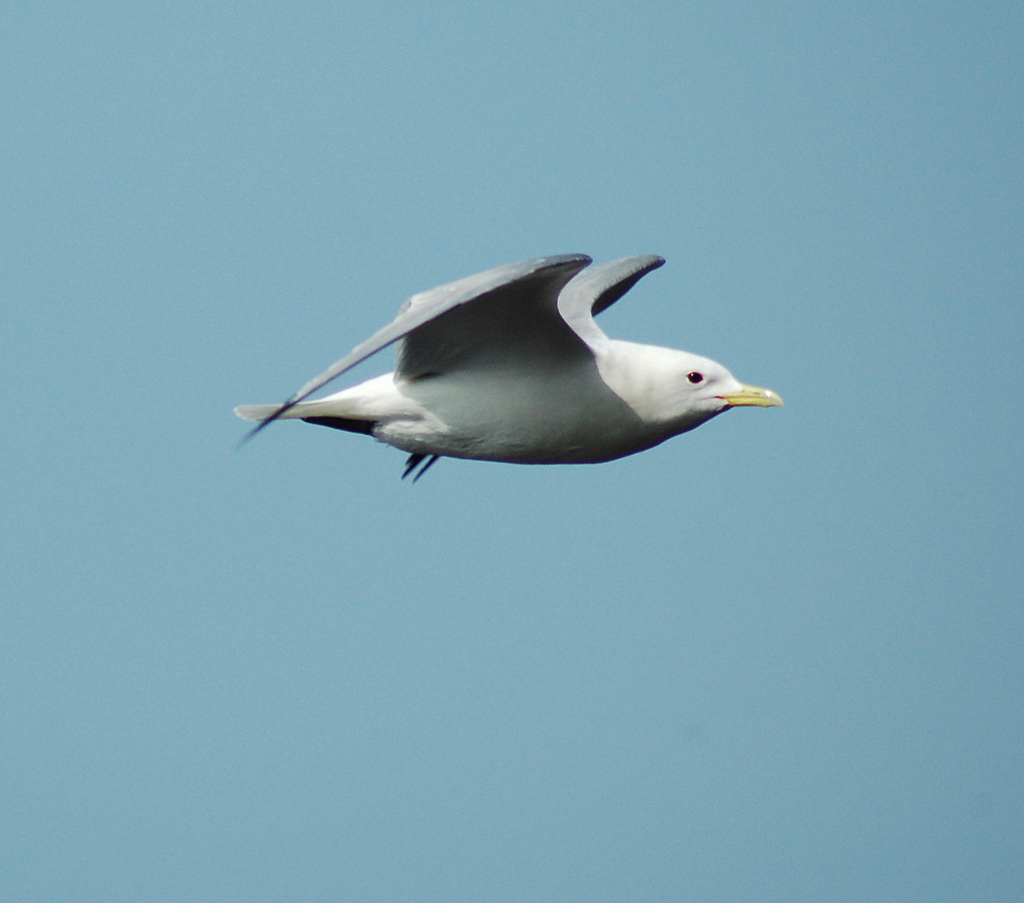 mouette