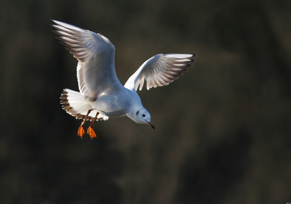 Mouette