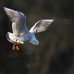 Mouette