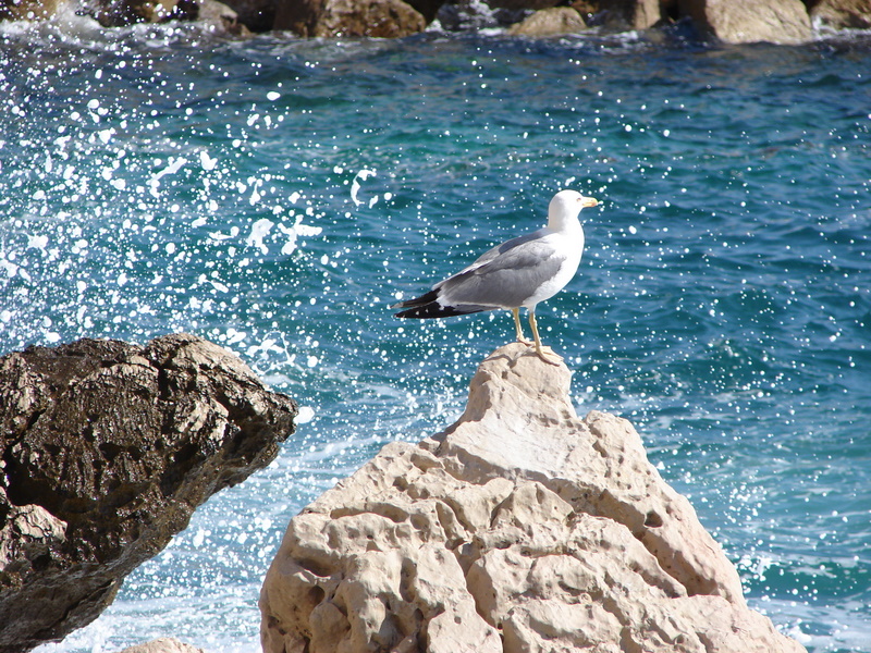 Mouette de Diver 1