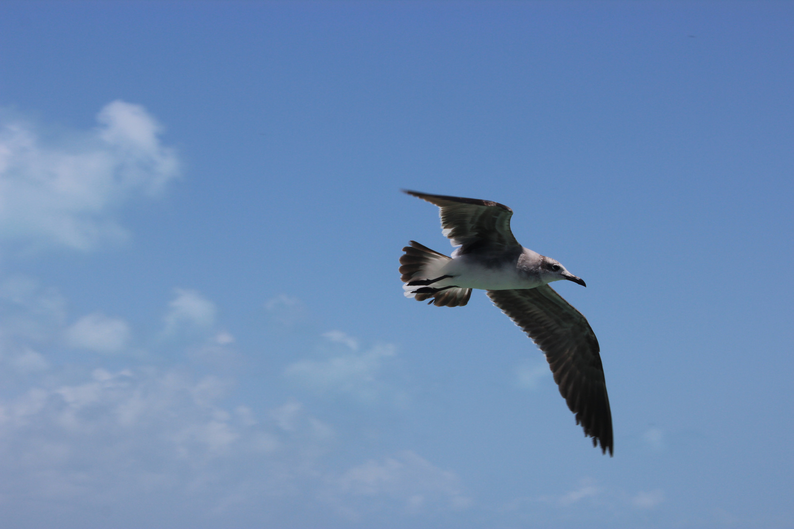 Mouette