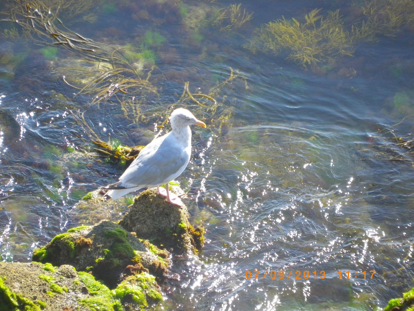 Mouette