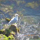 Mouette