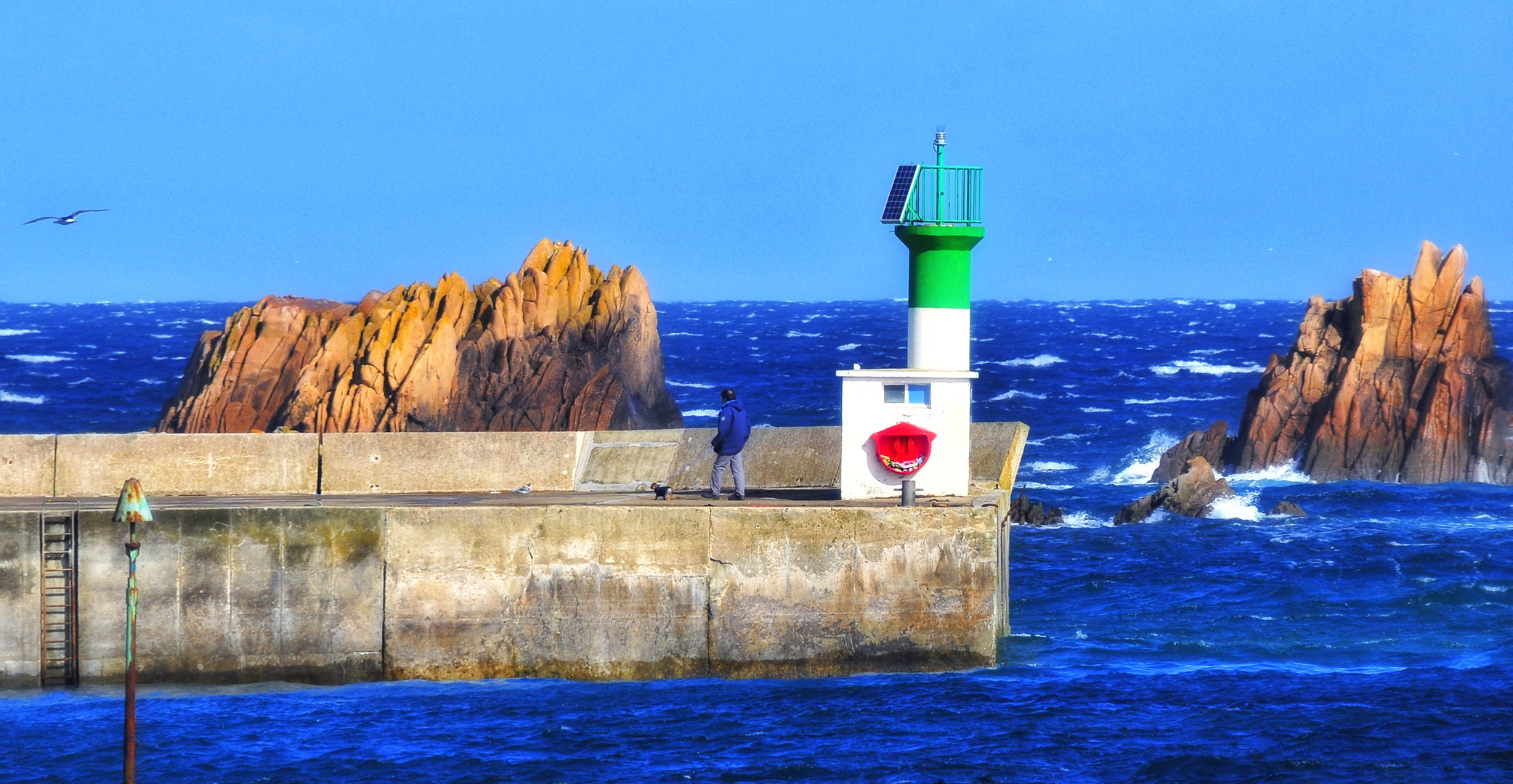 Mouette, chien, homme et du vert