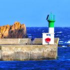 Mouette, chien, homme et du vert