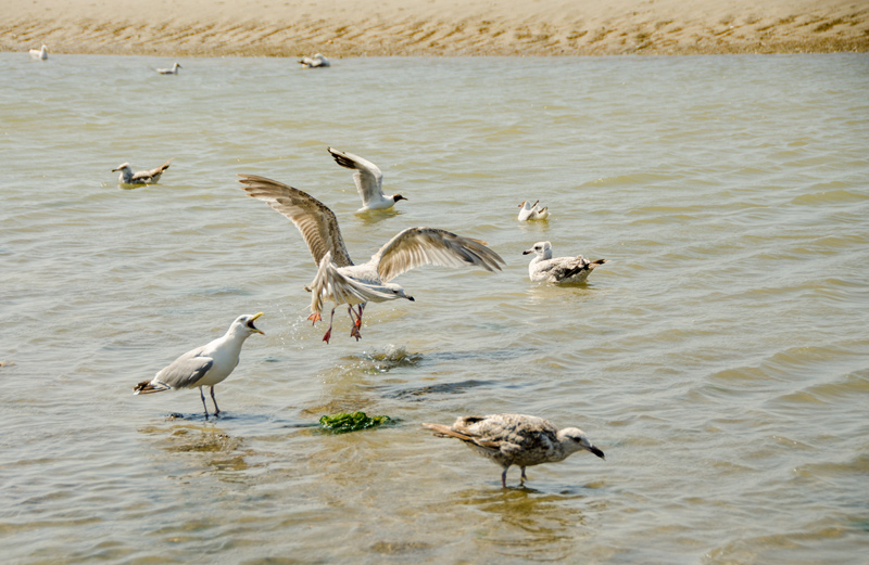 Mouette colérique