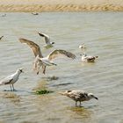 Mouette colérique