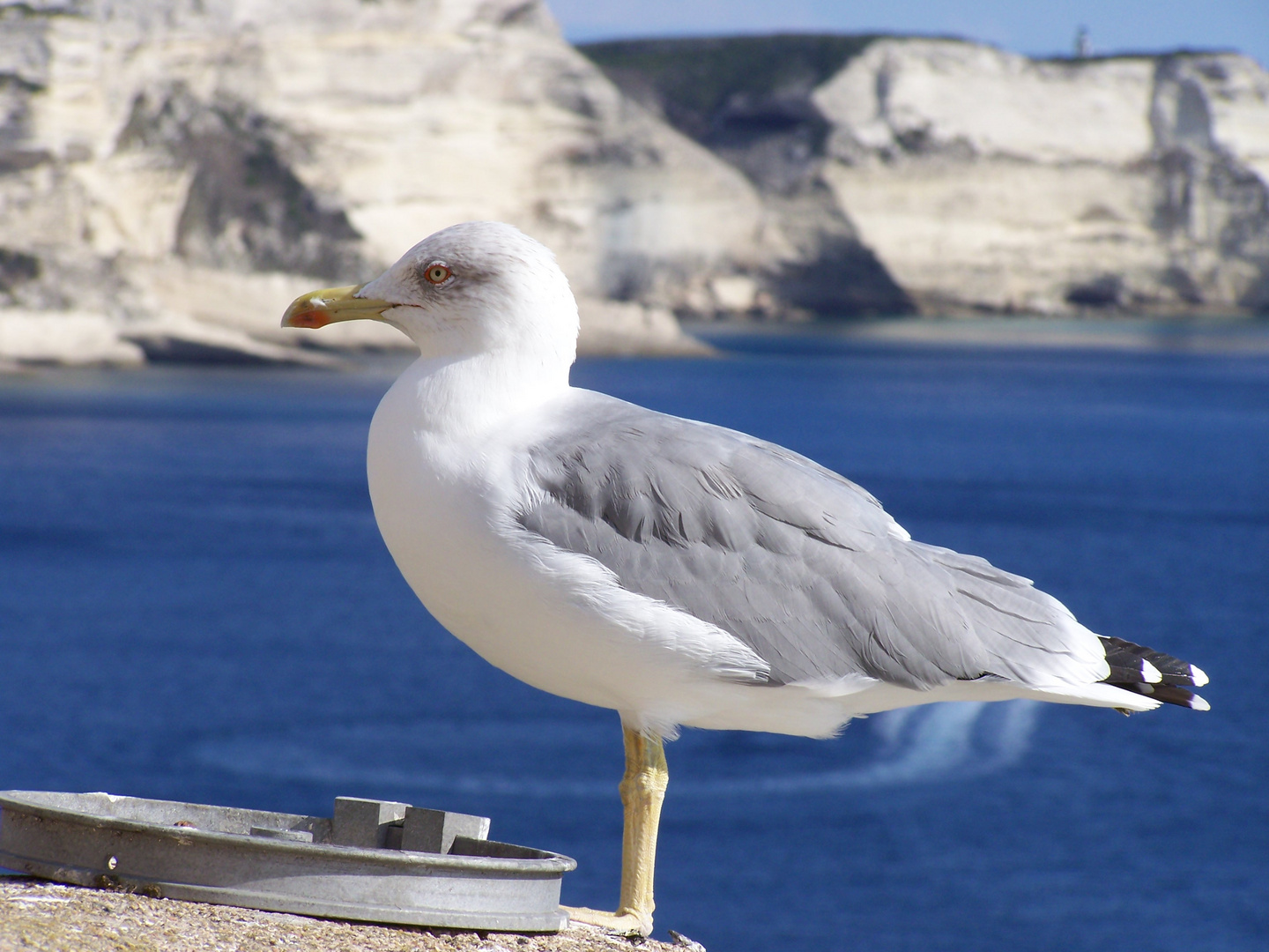 Mouette corse