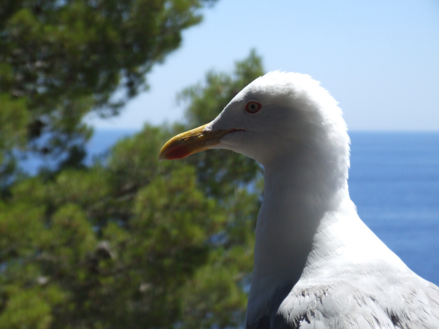 Mouette