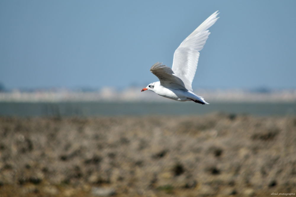 mouette