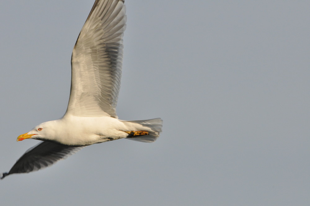 Mouette