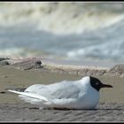 mouette dans la tempête