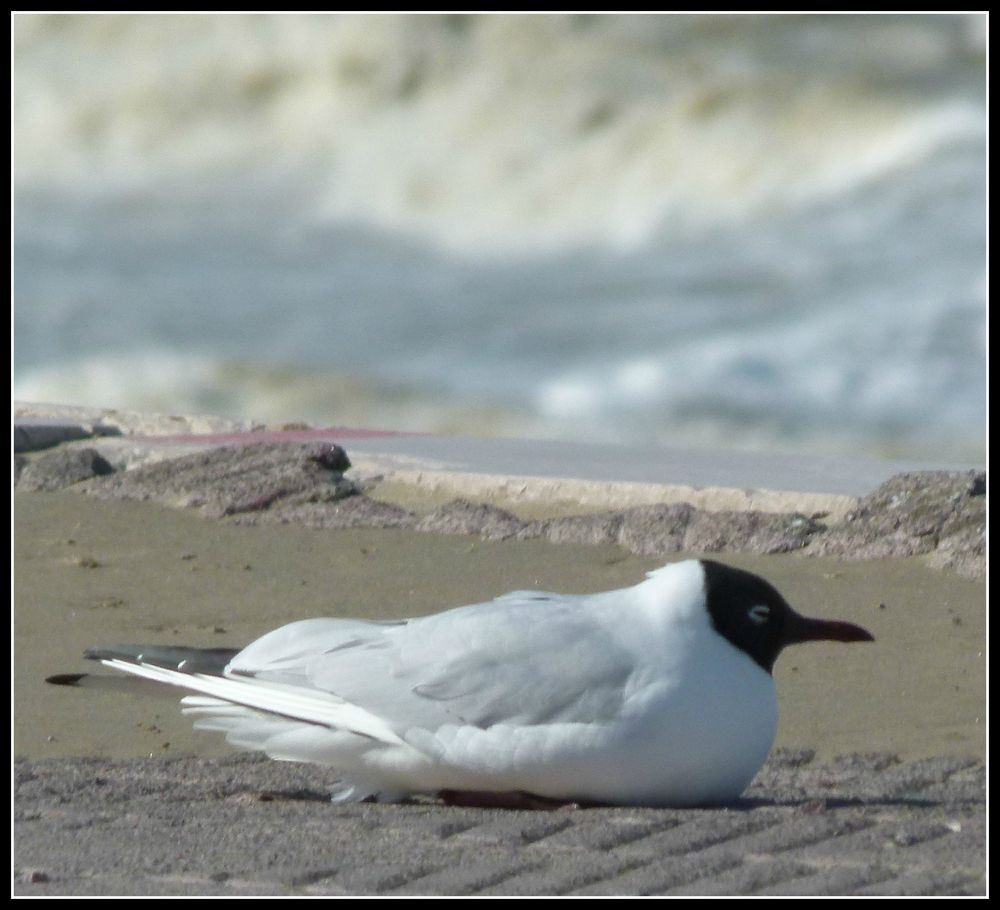 mouette dans la tempête