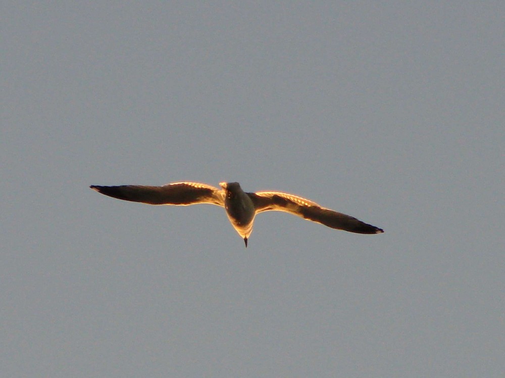 Mouette dans le soleil couchant