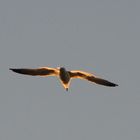 Mouette dans le soleil couchant