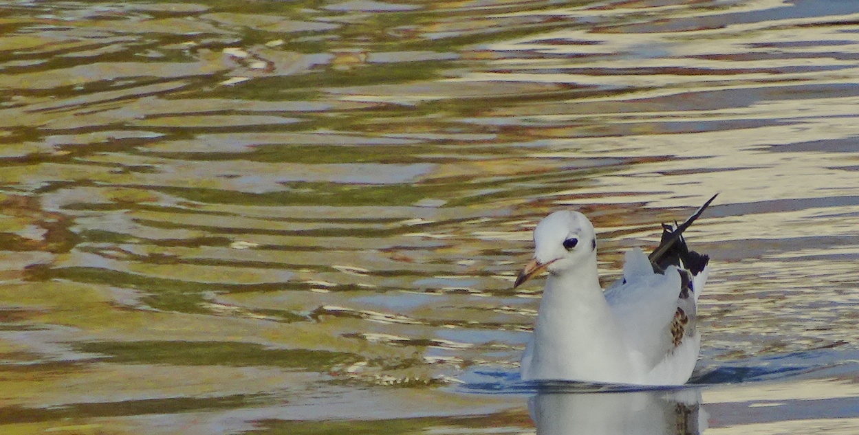 Mouette d'argent