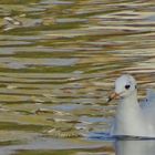 Mouette d'argent