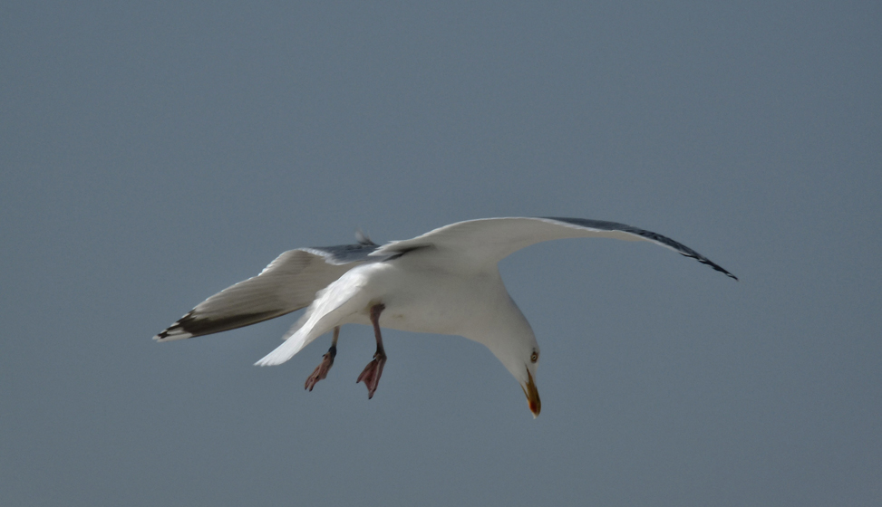 MOUETTE